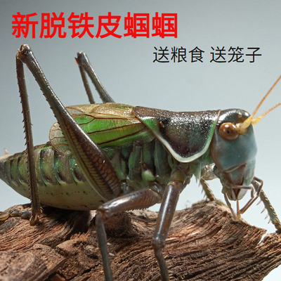 蝈蝈活虫新脱包活冬大铁皮