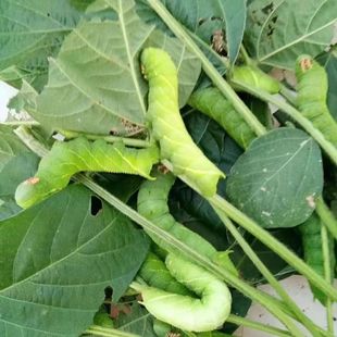 猪儿虫豆青虫豆丹虫钓鱼用 活虫大中小绿色大青虫宠物食物高蛋白