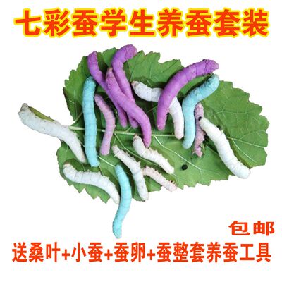 蚕宝宝活物小蚕幼虫春蚕卵