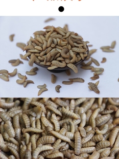 鲶鱼黄辣丁蛆虫鱼饵活虫饵料罗非白条鲤鱼活体饵黑水虻活虫通杀型