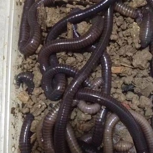 鱼饵鲶鱼 包邮 广地龙大青黑蚯蚓黄鳝专用鳝鱼散装 钓鱼鲫鱼大鱼活饵