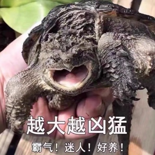 鳄龟活物爆刺鳄鱼龟幼苗杂佛正宗纯佛宠物龟凶猛小乌龟活体北美小