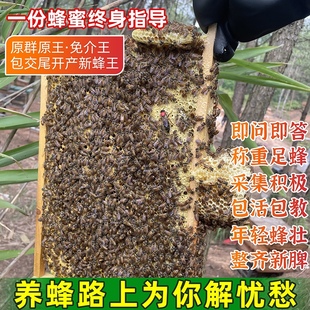 优质中蜂蜂王蜂群蜜蜂活 群带王带箱子脾双色红环产卵强笼蜂包活