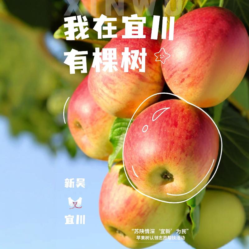 延安有我一颗苹果树认领24枚新鲜延安苹果25箱助力产业振兴新模式