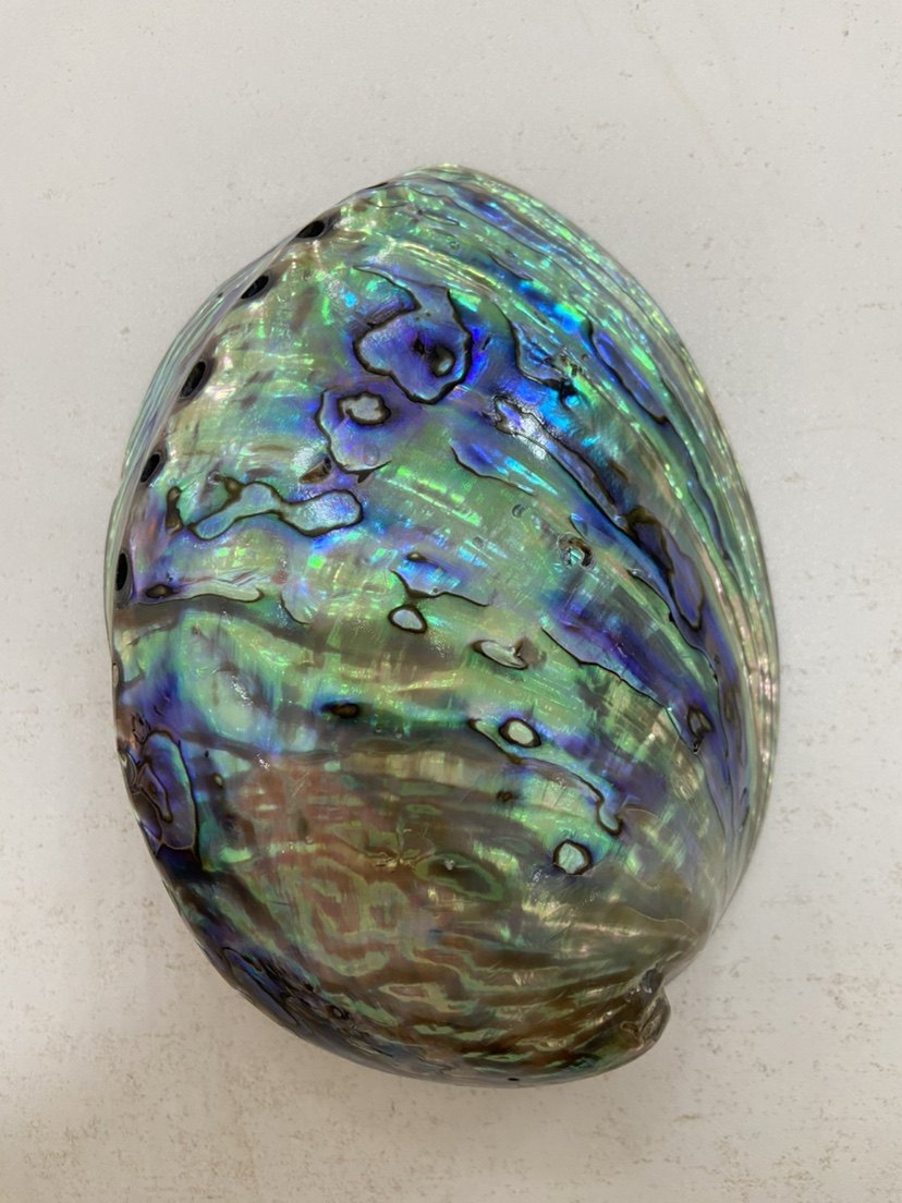 黑金鲍鱼壳加工 鲍鱼壳抛光打磨加工 黑金鲍壳加工 鲍鱼壳代加工