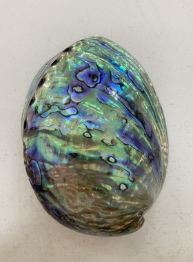 黑金鲍鱼壳加工 鲍鱼壳抛光打磨加工 黑金鲍壳加工 鲍鱼壳代加工