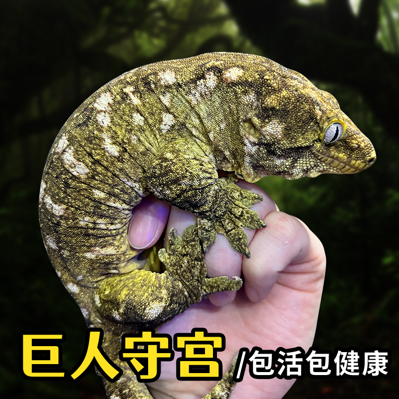 巨人守宫mtk魔物守宫主岛巨人支岛活体爬宠巨人守宫网红宠物家养
