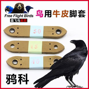 鸟用脚环渡鸦红嘴山鸦蜡嘴脚套伯劳喜鹊鹩八哥牛皮鸟链白颈乌鸦科