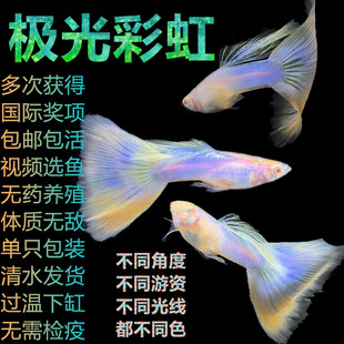 极光彩虹孔雀鱼小型热带观赏鱼凤尾胎生易繁殖好饲养家庭繁殖皮实