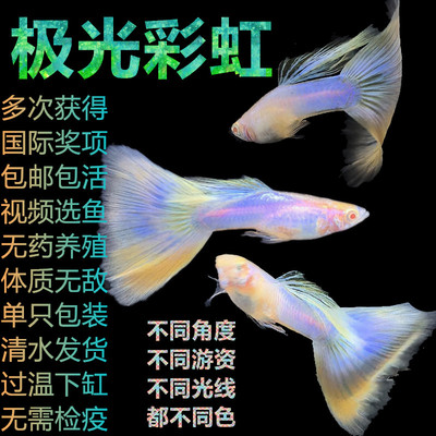 孔雀鱼小型热带淡水鱼家庭繁殖