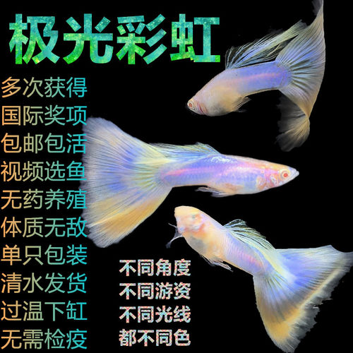 孔雀鱼小型热带淡水鱼家庭繁殖