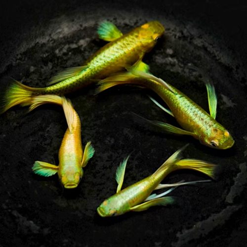 精品满鳞黄金缎带孔雀鱼活体