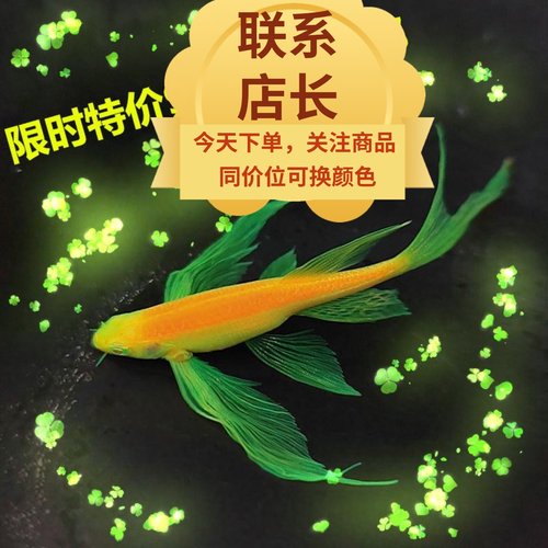 大龙凤长尾蝶翼斑马鱼小型鱼热带鱼观赏鱼冷水鱼包邮孔雀鱼好养活
