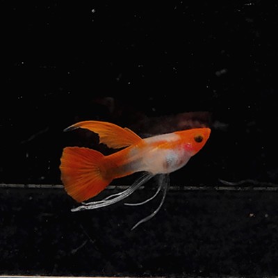 大C红运当头玻璃猫孕母孔雀鱼