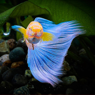 蝶翼飞船天空蓝孔雀鱼小型热带观赏鱼淡水鱼活体宠物鱼凤尾鱼孕母