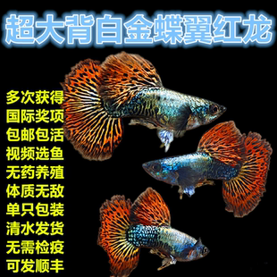 纯种精品大背白金蝶翼红龙鱼孔雀鱼小型热带鱼观赏鱼活体好养耐活