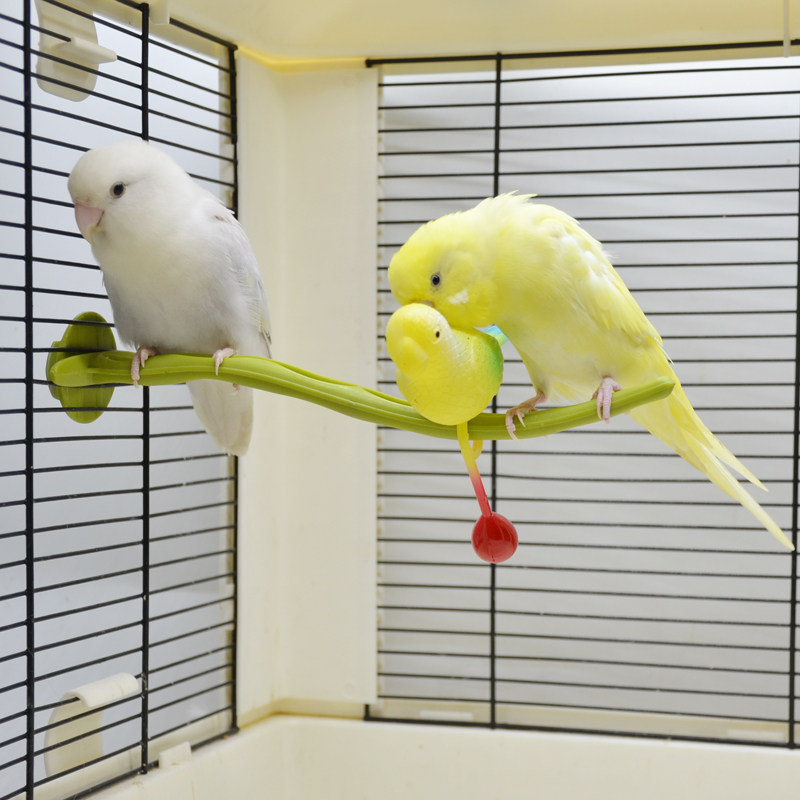牡丹玄凤小太阳和尚鹦鹉鸟笼陪伴互动啃咬防咬毛发泄解闷玩具用品,宠物/宠物食品及用品,鸟禽其他,淘宝优惠券,粉丝福利购,淘宝优惠卷