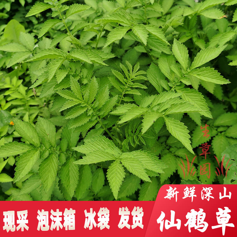 深山仙鹤草晒干中草药凉茶龙芽草脱力草狼牙草新鲜中药材无硫包邮