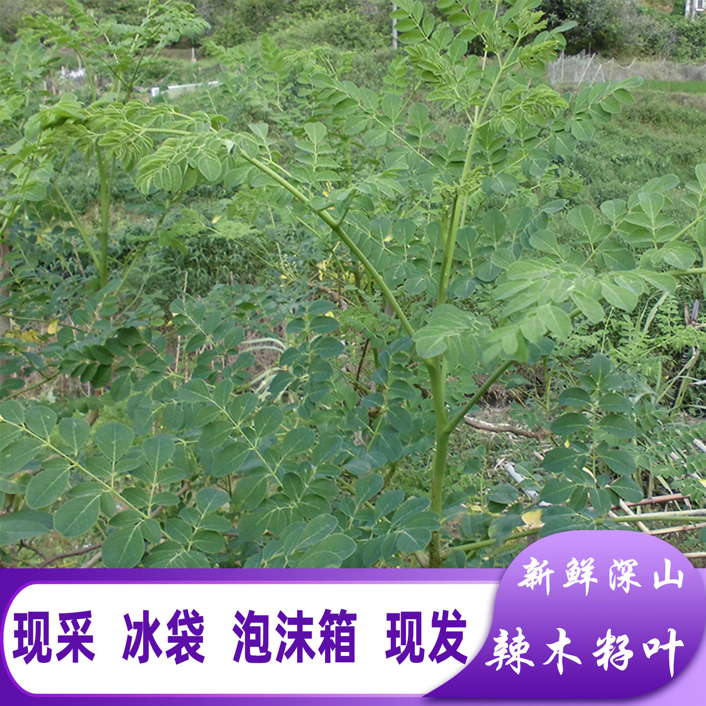 新鲜辣木叶现采现发青草药辣木子叶片辣木叶茶深山辣木籽叶茶凉茶