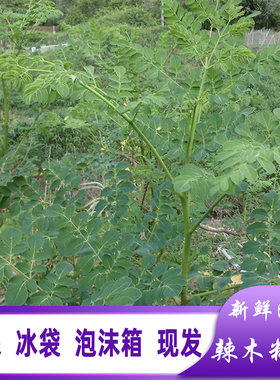 新鲜辣木叶青草药辣木籽叶茶凉茶