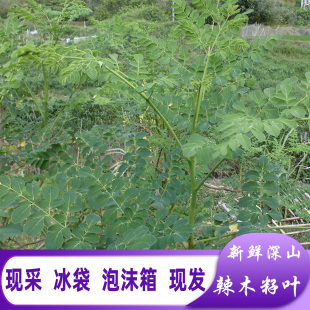 新鲜辣木叶现采现发青草药辣木子叶片辣木叶茶深山辣木籽叶茶凉茶