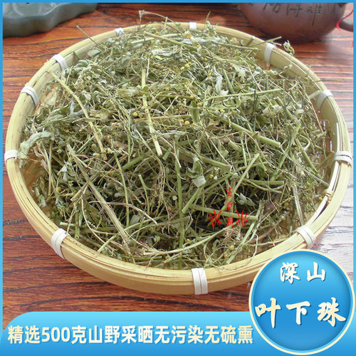 叶下珠深山中药材护眼无硫珍珠草