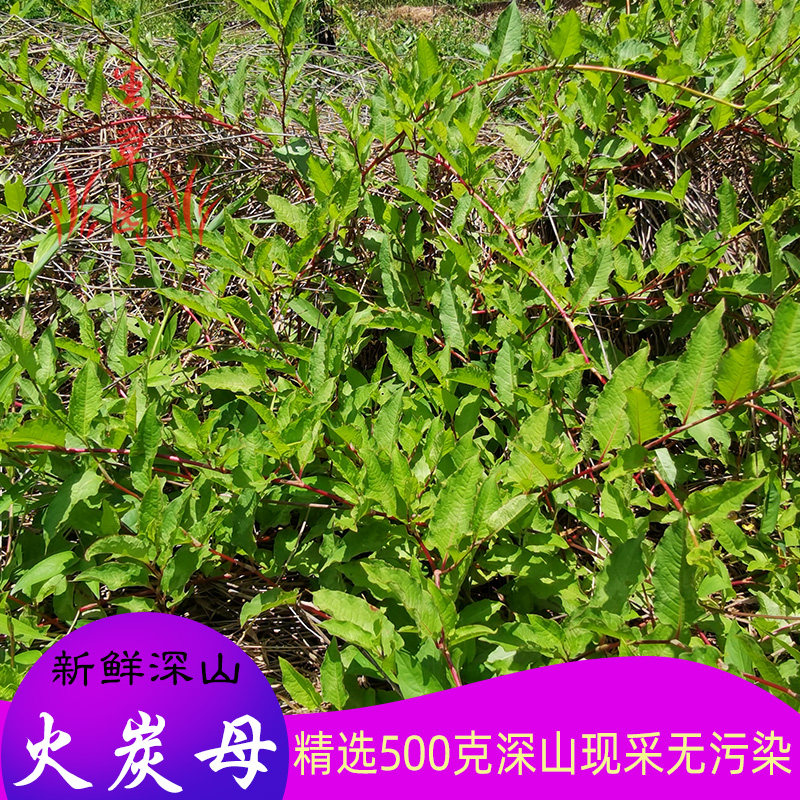 现采新鲜火炭母草中药材白饭藤草药火炭星火炭藤白饭草乌炭子凉茶