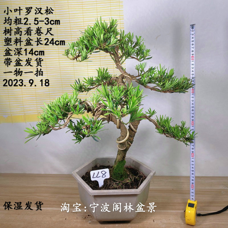 实生小叶罗汉松盆景树桩小盆栽植物迎...