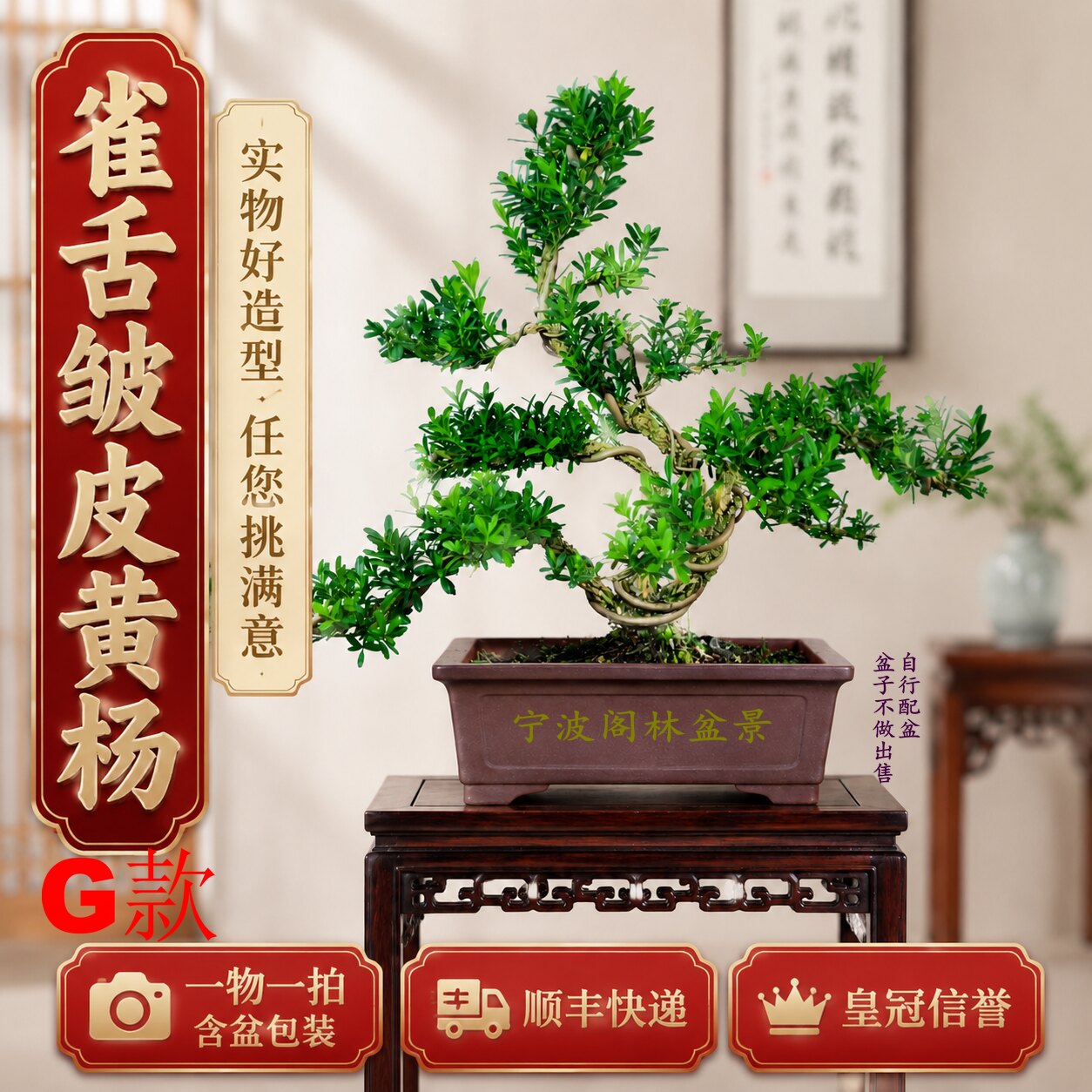 G雀舌皱皮黄杨盆景盆栽造型老桩老盆口室外绿植四季常青一物一拍