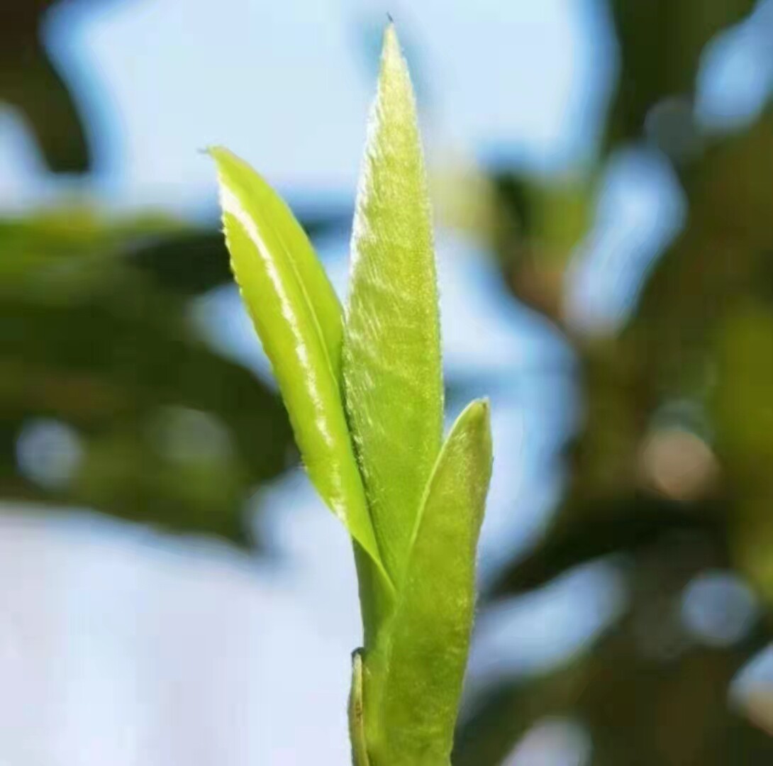 贵定云雾老树茶2024头春(古树茶)鸟王种百年老茶树单芽纯手工