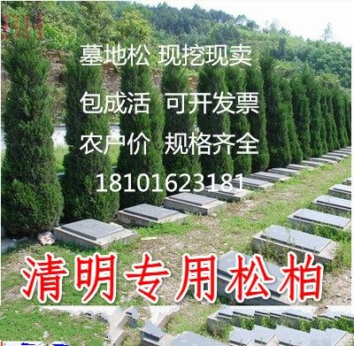 蜀桧宝塔松墓地树苗松柏侧柏柏树