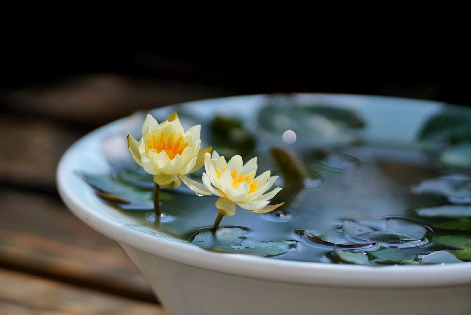 【海尔芙拉】小型睡莲水生植物水缸池塘庭院耐寒睡莲块茎莲痴瓦力