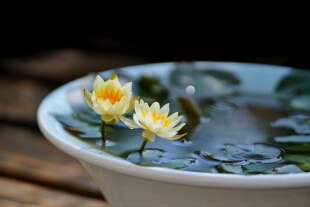 【海尔芙拉】小型睡莲水生植物水缸池塘庭院耐寒睡莲块茎莲痴瓦力