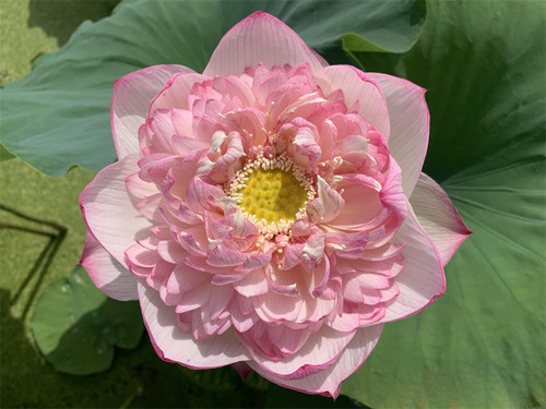 【新紫瑞】碗莲种藕常德爱莲苑