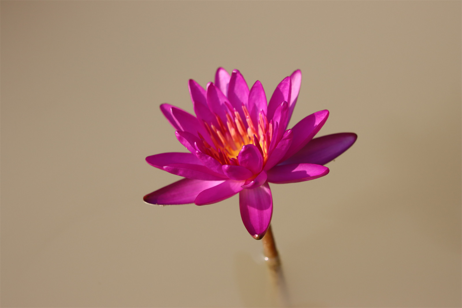 【紫色幻想】睡莲水生花植物 水缸池塘庭院 耐寒睡莲块茎莲痴瓦力