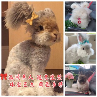 安哥拉巨兔网红彩色安哥拉兔宠物兔活体盖脸猫猫兔星黛露长毛兔子