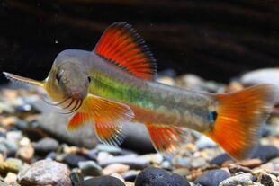 原生鱼，美丽小条鳅，一线眉，鸿运当头