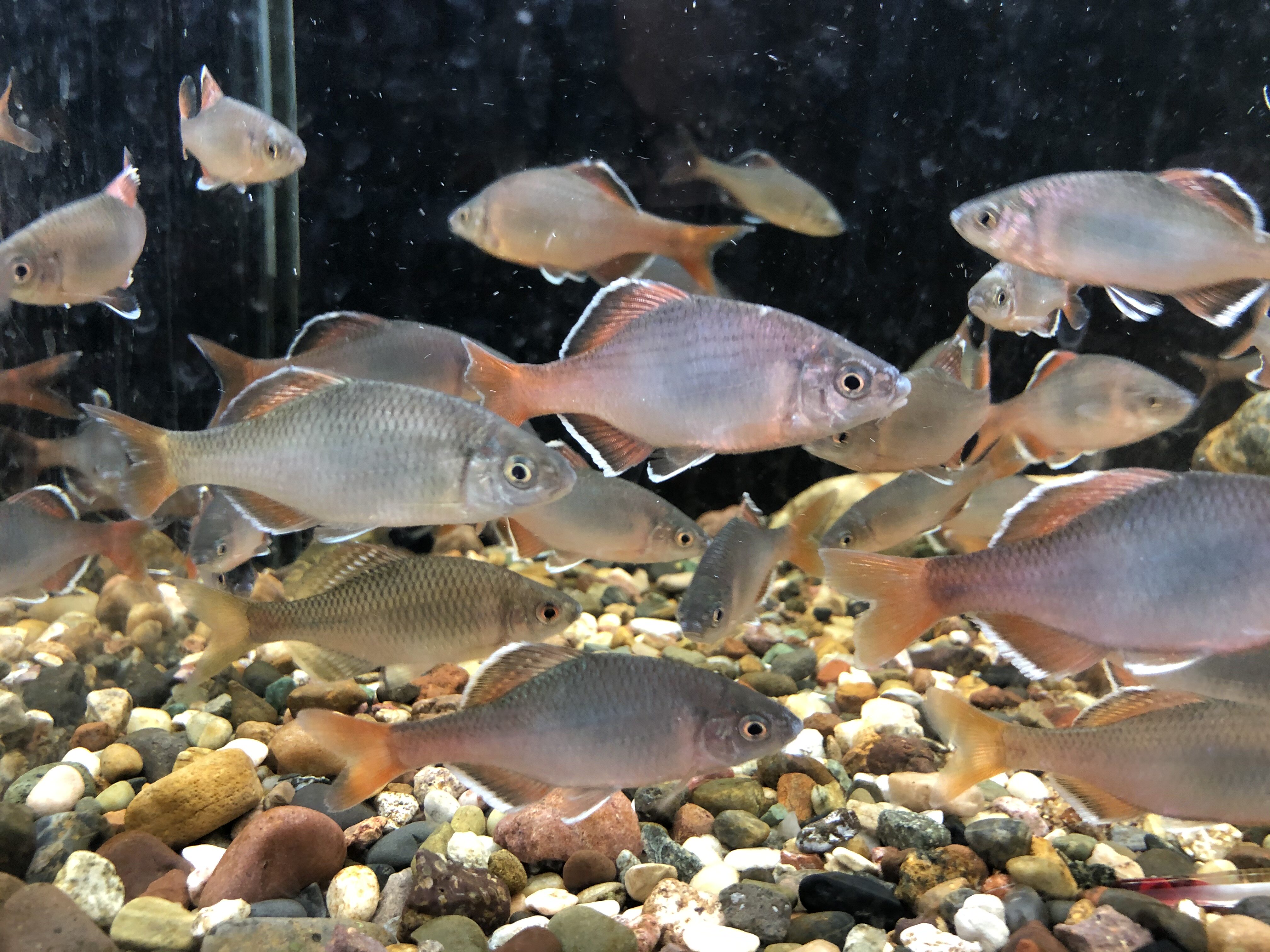 白边须鱊冷水原生群游好养淡水观赏鳑鲏鱼旁皮除藻耐寒活体