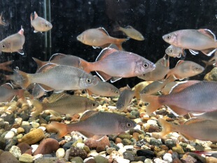 白边须鱊冷水原生群游好养淡水观赏鳑鲏鱼旁皮除藻耐寒活体