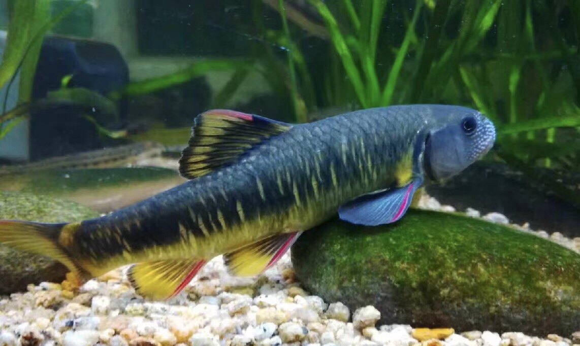 平口鮈,原生鱼,冷水鱼,淡水鱼