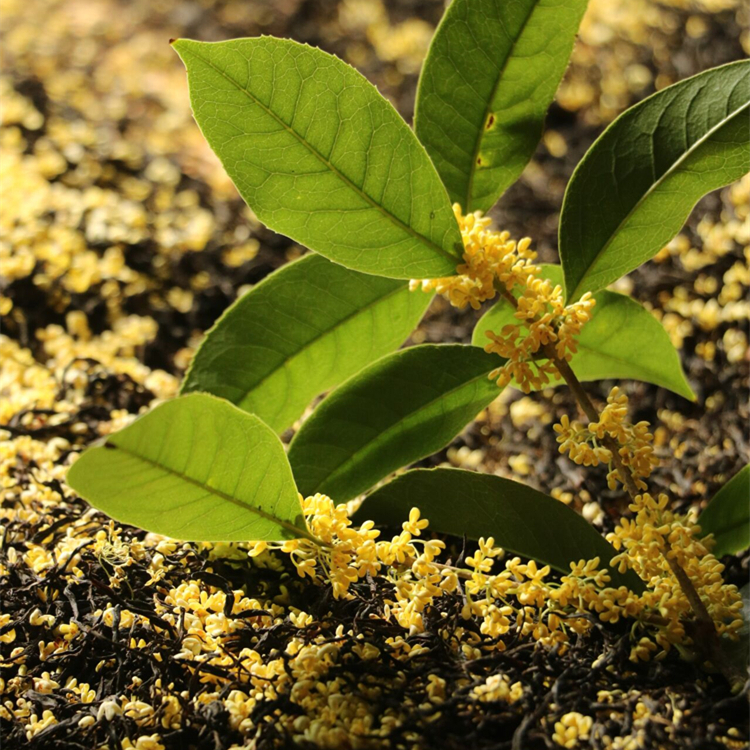 玉树悬秋丨桂花小种红茶 2025桂花红茶正山小种 100克