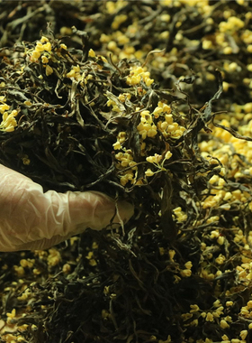 玉阶月丨桂花生普2025桂花与2021古树春茶 传统冷窨可久存100克