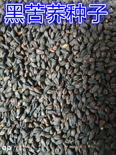 四川大凉山红荞地黑苦荞种子全胚芽荞麦茶叶散装500克自产包邮 - 封面