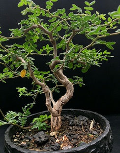 滔天橄榄 实生香香树 潮流块根植物  造型盆景绿植 一物一拍 包邮