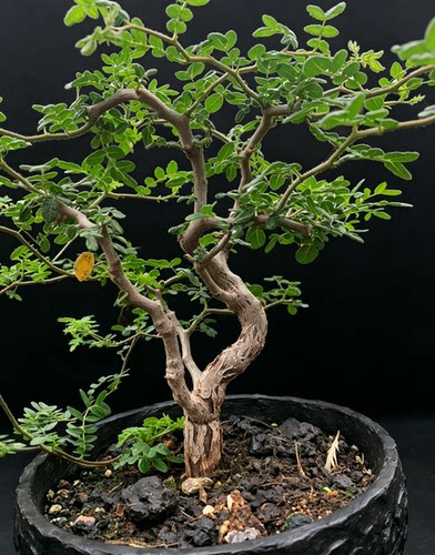 滔天橄榄 实生香香树 潮流块根植物  造型盆景绿植 一物一拍 包邮