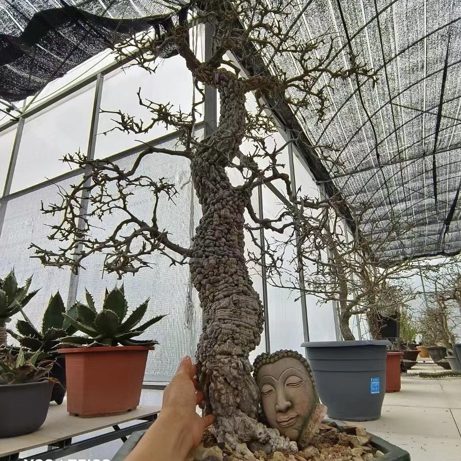 列加漆树 潮流块根多肉植物盆栽 庭院盆景花卉绿植 一物一拍 包邮