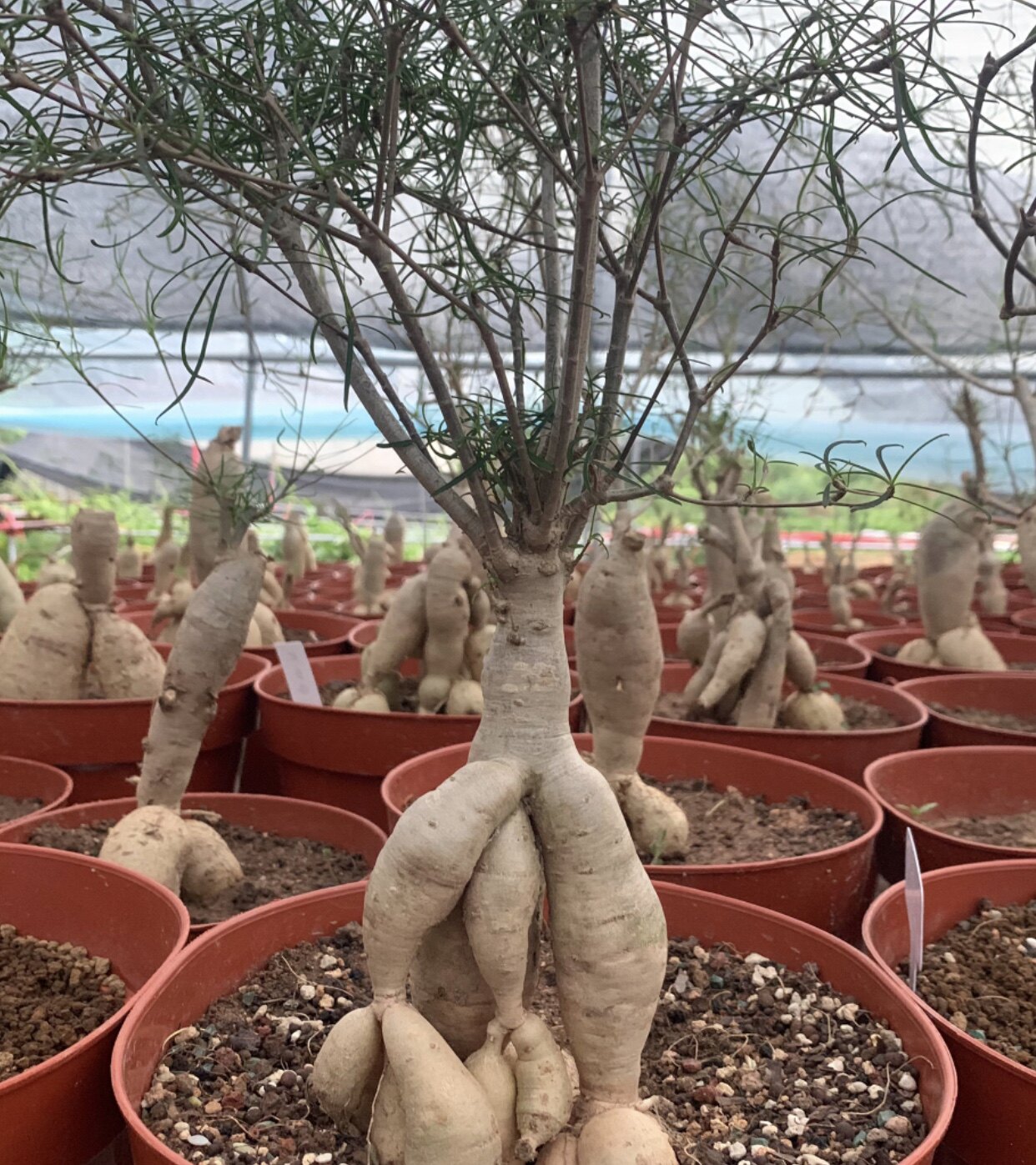 实生柳叶麒麟 大戟科 多肉植物 庭院盆景花卉 包邮
