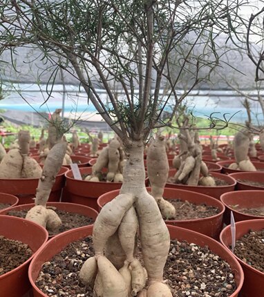 实生柳叶麒麟 大戟科 多肉植物 庭院盆景花卉 包邮
