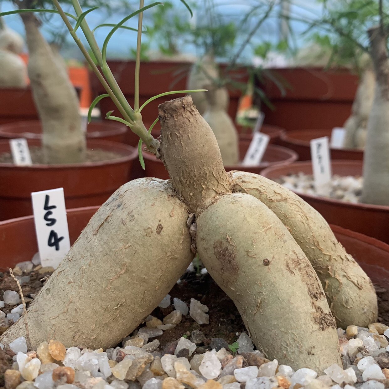 柳叶麒麟 大块根 大戟科 多肉植物 庭院盆景花卉 耐旱易养护 包邮