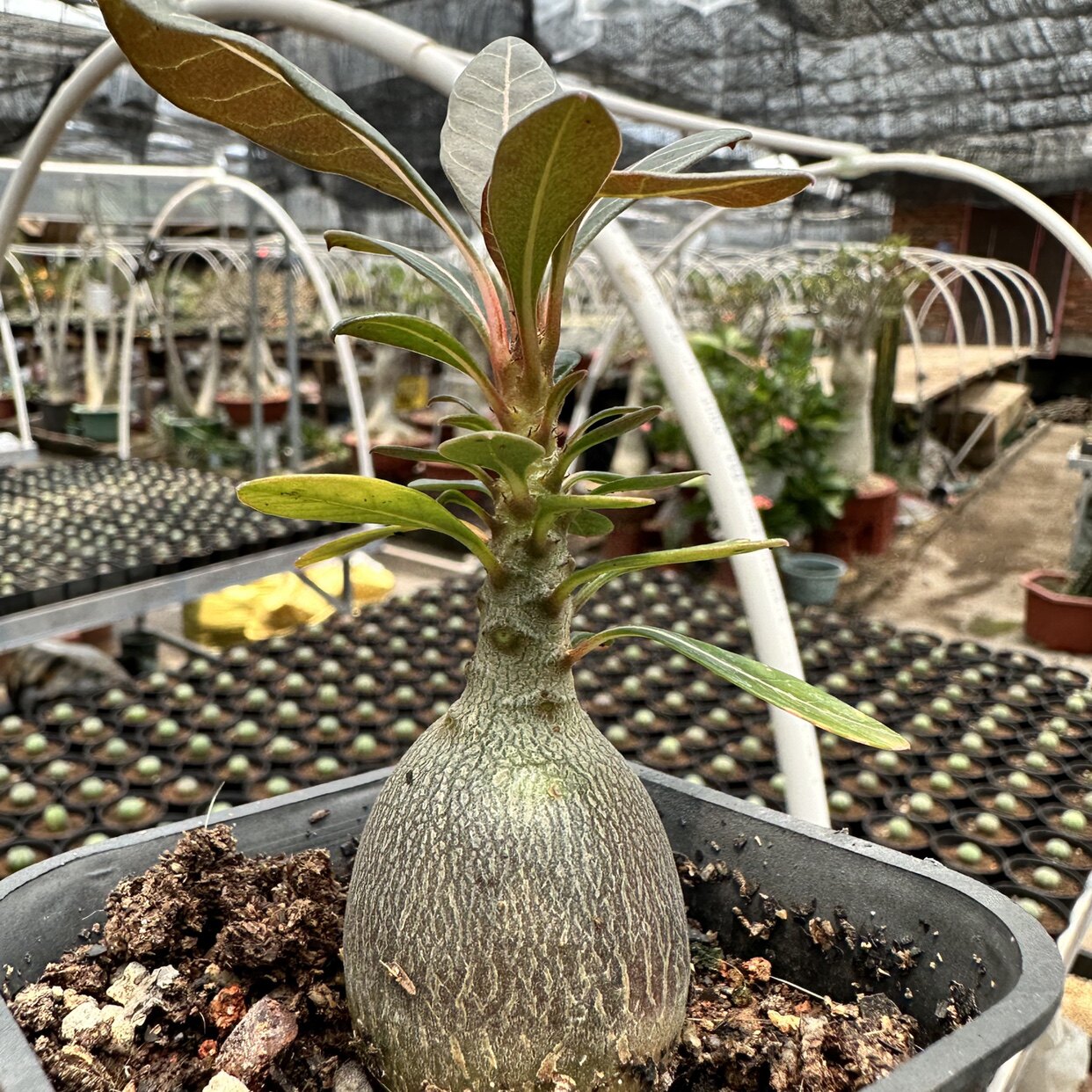 索科特拉沙漠玫瑰 实生块根植物 多肉绿植 庭院阳台盆景花卉 包邮